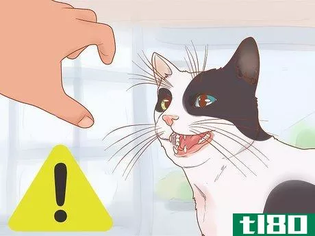 Image titled Have Fun with Your Cat Step 15