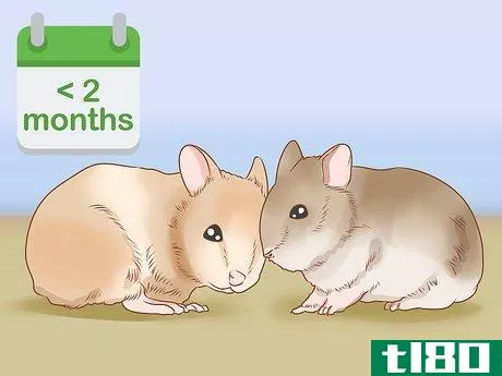 Image titled Introduce Two Dwarf Hamsters Step 2