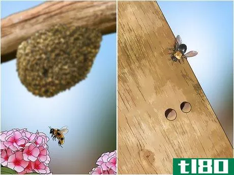Image titled Get Rid of Bees Step 4