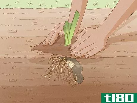 Image titled Grow Bearded Irises Step 5