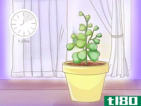 Image titled Get a Hoya Plant to Bloom Step 3