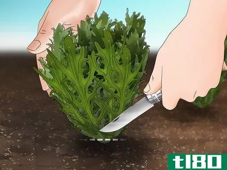 Image titled Grow Endive Step 15