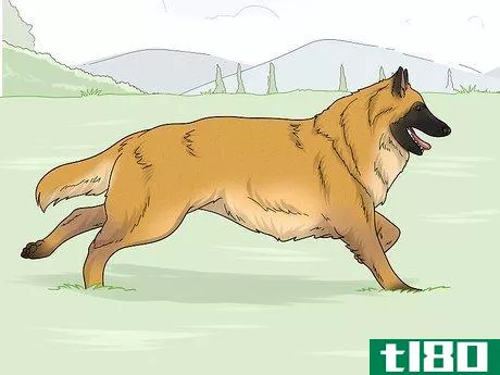 Image titled Identify a Belgian Tervuren Dog Step 11