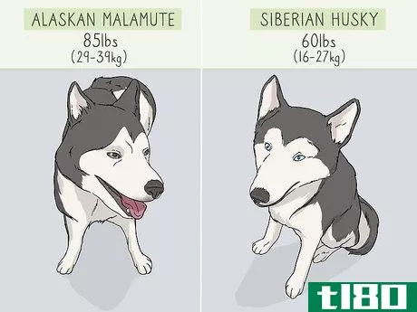 Image titled Identify an Alaskan Malamute from a Siberian Husky Step 2