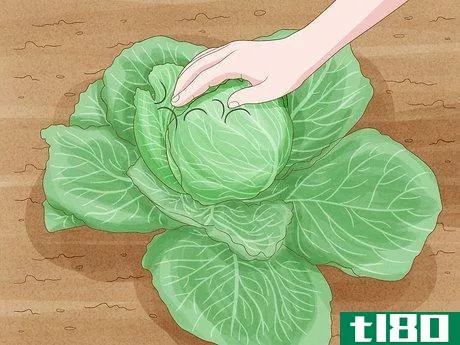 Image titled Harvest Cabbage Step 2