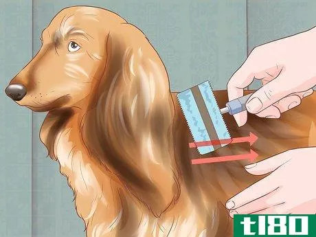 Image titled Groom Your Dog at Home Between Professional Groomings Step 7