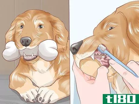 Image titled Groom Your Dog at Home Between Professional Groomings Step 12