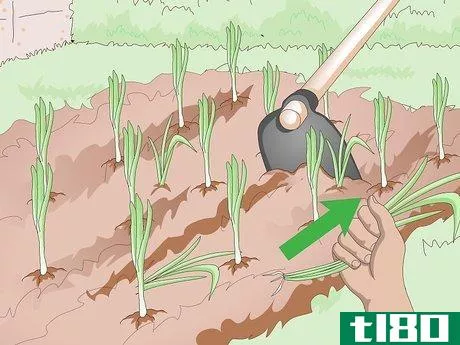 Image titled Grow Sweet Onions Step 8
