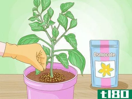 Image titled Grow Bell Peppers Step 10