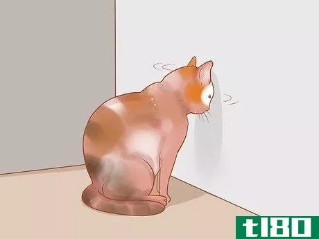 Image titled Identify and Treat Liver Shunts in Cats Step 4