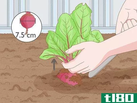 Image titled Grow Beetroot Step 10