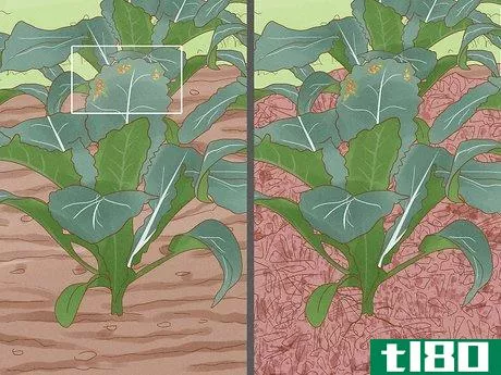 Image titled Grow Kale Step 17