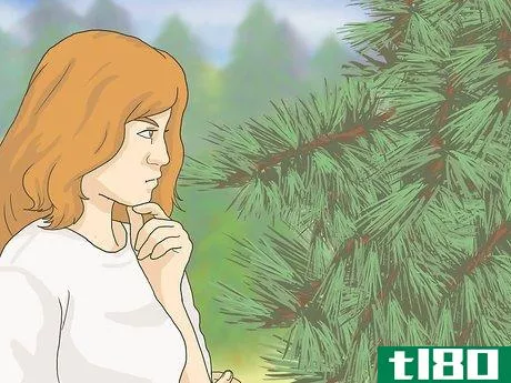 Image titled Keep Your Christmas Tree Fresh Longer Step 3