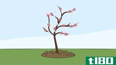 Image titled Grow a Cherry Blossom Tree Step 8