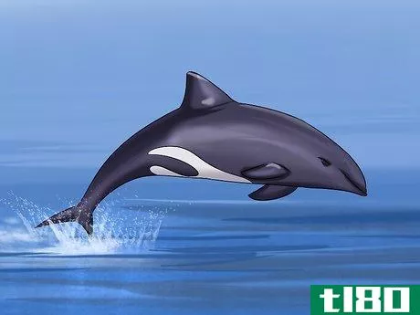 Image titled Identify a New Zealand Dolphin Step 2