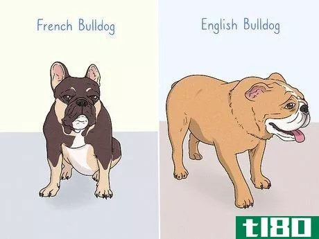 Image titled Identify a French Bulldog Step 14
