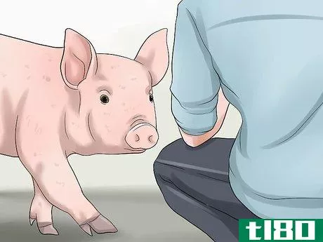 Image titled Increase the Weight of a Pig Step 13
