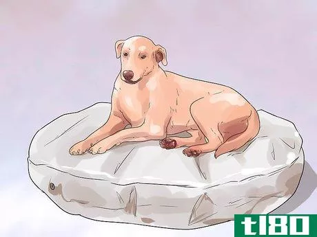 Image titled Help a Female Dog Who Is Injured Urinate Step 5