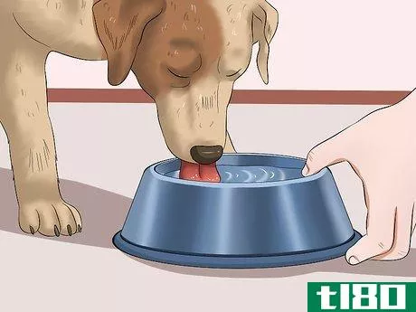 Image titled Keep a Dog From Throwing Up Step 8
