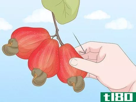 Image titled Grow a Cashew Nut in a Pot Step 5