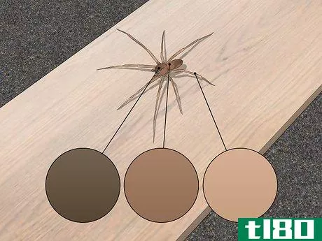 如何识别一个棕色的隐士(identify a brown recluse)