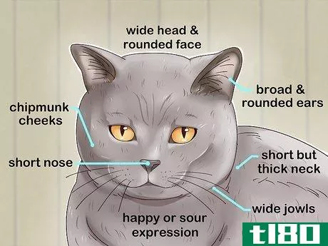 如何识别一只英国短毛猫(identify a british shorthair cat)