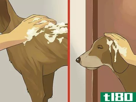 Image titled Give a Small Dog a Bath Step 10