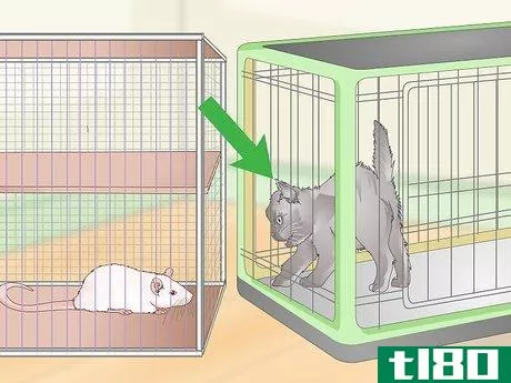 Image titled Keep Pet Rats Safe Around Other Pets Step 4