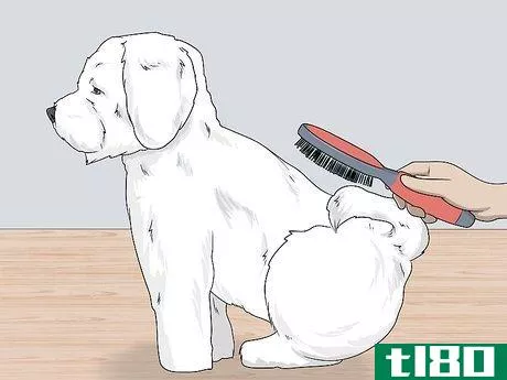 Image titled Groom a Bichon Frise Step 4