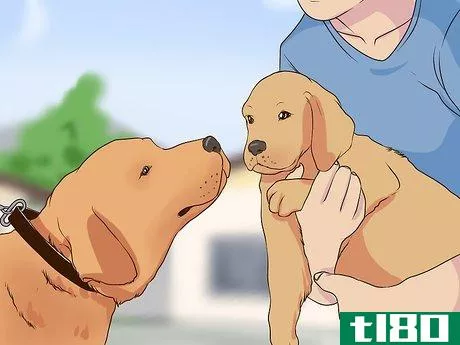 Image titled Introduce a Puppy to a Senior Dog Step 2