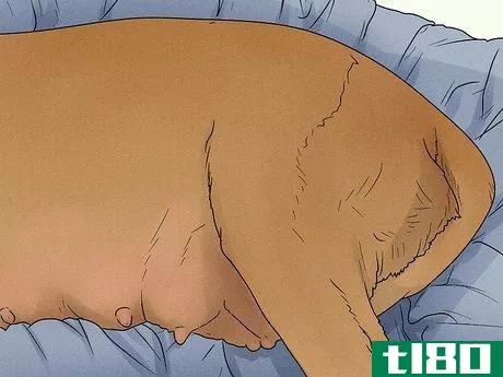 Image titled Know when a Dog Is Done Giving Birth Step 3