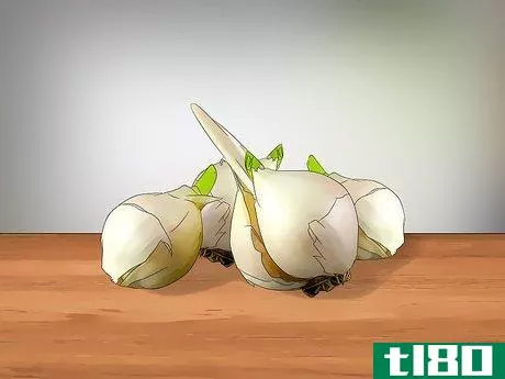 如何种植象蒜(grow elephant garlic)