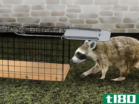 Image titled Kill Raccoons Step 4