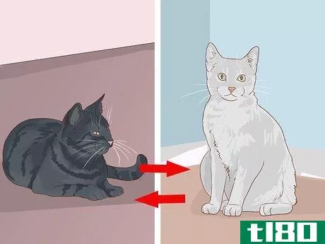 Image titled Introduce a New Cat to Other Cats Step 4