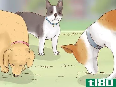 Image titled Get a Dog to Stop Eating Dirt Step 2