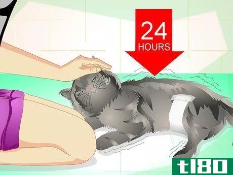 Image titled Get Your Cat Spayed Step 12