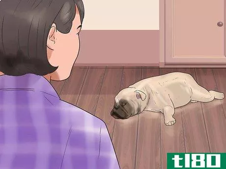 Image titled Help a Dog Who Has Canine Epilepsy Step 9