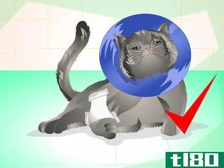 Image titled Get Your Cat Spayed Step 17