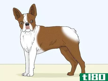 Image titled Identify a Boston Terrier Step 6