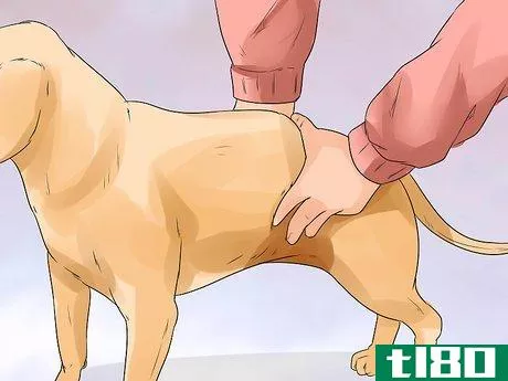 Image titled Help a Female Dog Who Is Injured Urinate Step 4