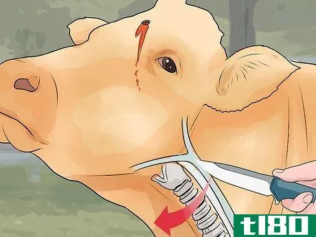 Image titled Humanely Euthanize a Cow Step 24