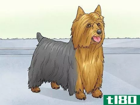 Image titled Identify a Silky Terrier Step 11