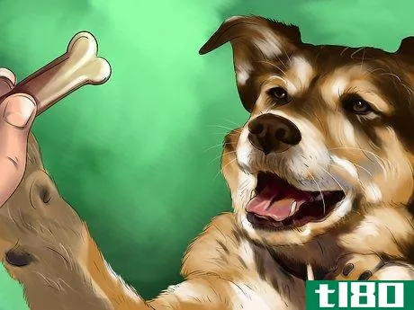 Image titled Housebreak a Dog with Positive Reinforcement Step 13