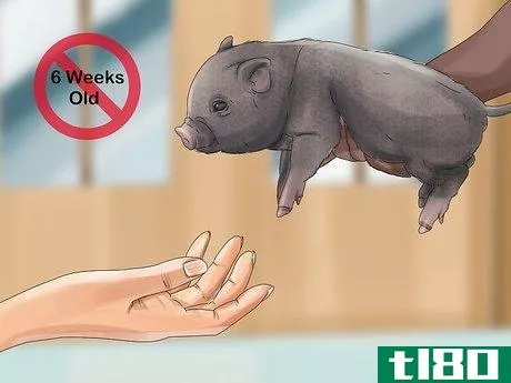 Image titled Have a Potbellied Pig for a Pet Step 5