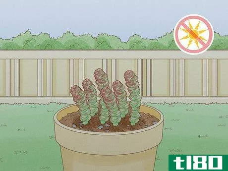 Image titled Grow Succulents Outdoors Step 13