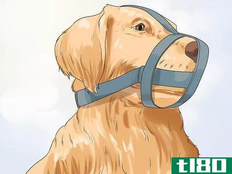 Image titled Groom a Dog That Bites Step 7