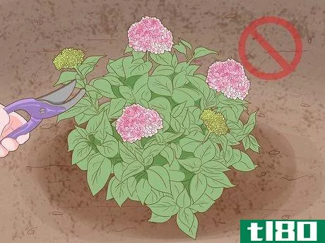 Image titled Get Hydrangeas to Bloom Step 1