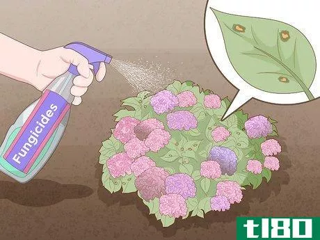 Image titled Get Hydrangeas to Bloom Step 10
