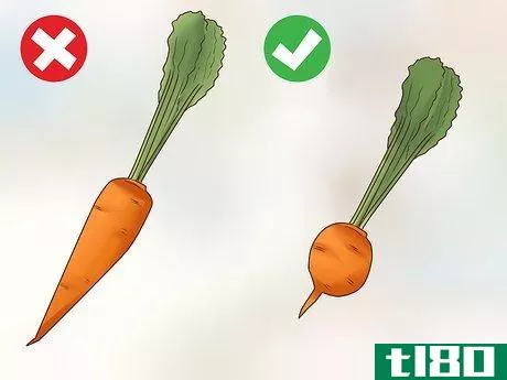 如何在盆里种胡萝卜(grow carrots in pots)
