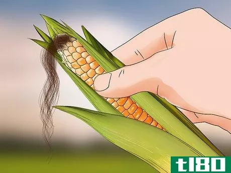 Image titled Harvest Corn Step 12